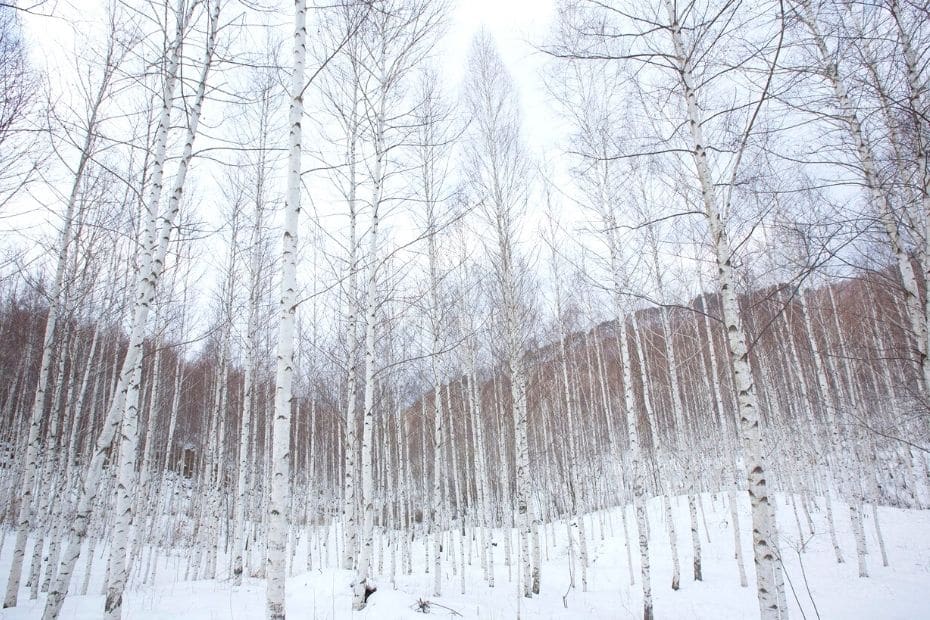 Where Does It Snow In Korea? Snow In Seoul And Korea 2024 23 Where does it snow in Korea 9