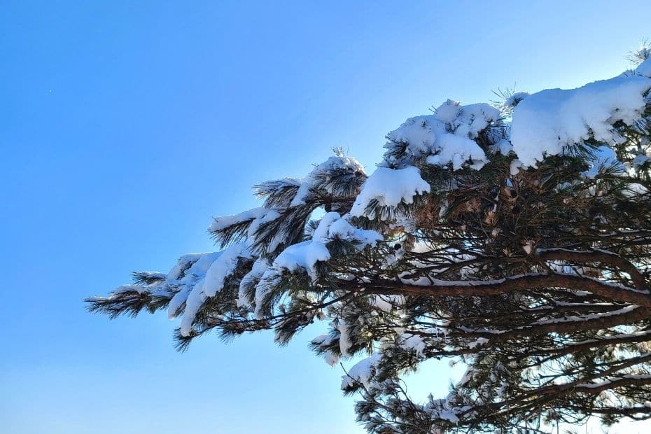 Where Does It Snow In Korea? Snow In Seoul And Korea 2024 36 Where does it snow in Korea 26