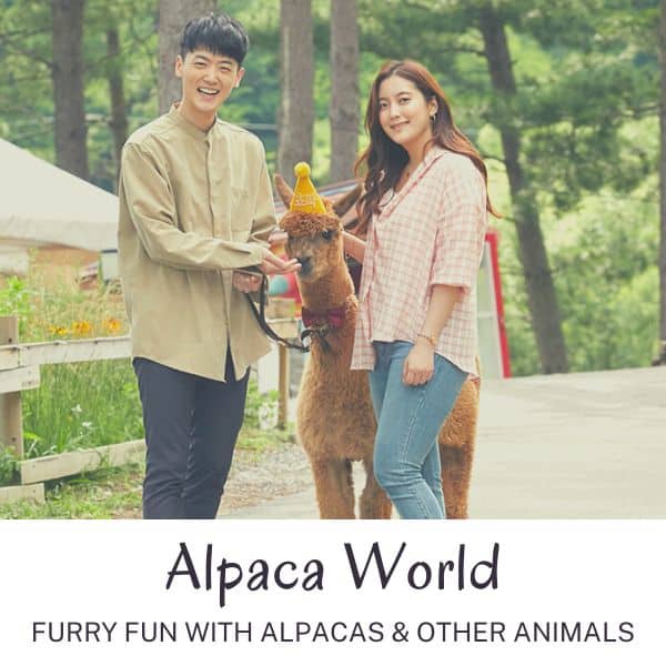 Complete South Korea Travel Guide 2024: Korean Travel Tips 75 Alpaca world attraction in Korea