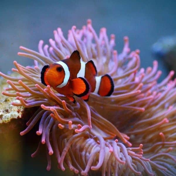 Rainy Day In Seoul: 50 Fun Indoor Activities In Seoul 2024 14 Aqua Planet 63 Aquarium Seoul