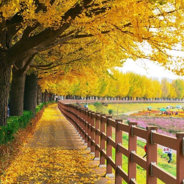 Asan Gingko Tree Road in Autumn Korea Asan Gingko Tree Road in Autumn Korea