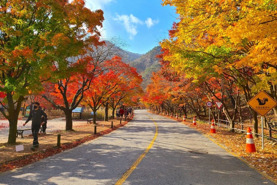 Autumn Leaves In Korea 2024: Best Korean Autumn Foliage Spots 6 Autumn foliage in a Korean National Park
