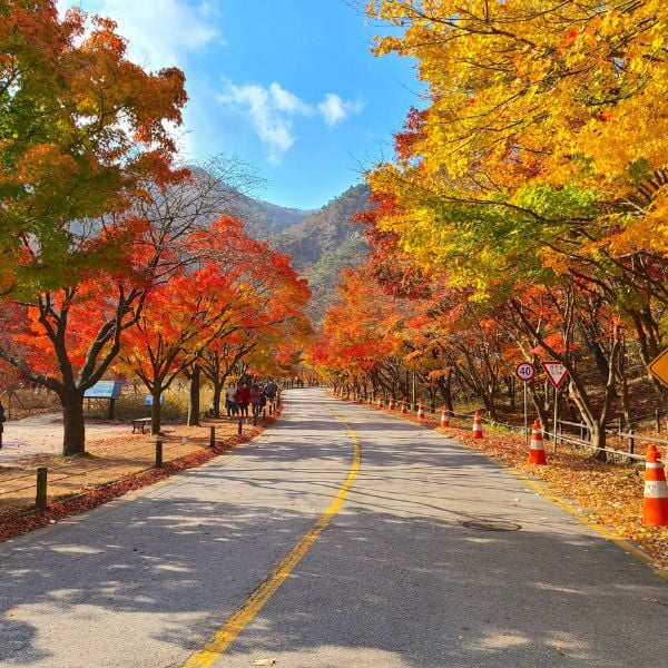 Autumn Foliage Naejangsan Korea Autumn Foliage Naejangsan Korea