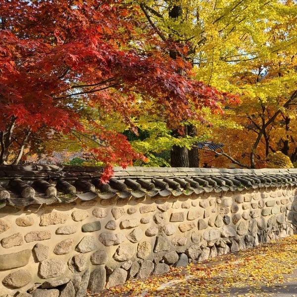 Complete South Korea Travel Guide 2024: Korean Travel Tips 16 Autumn In Korea Temple Wall Autumn Foliage