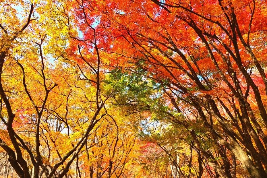 Autumn Leaves In Korea 2024: Best Korean Autumn Foliage Spots 4 Autumn leaves in Korea with a range of colours