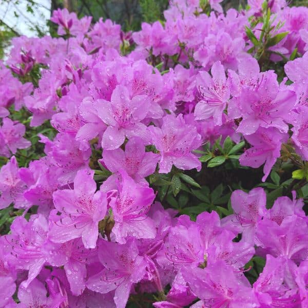 Best Korean Spring Festivals 2024: Nature, Culture, Blossoms 25 Azaleas at the Goryeosan Mountain Azalea Festival