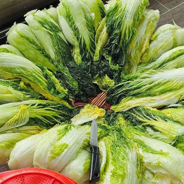 Baechu cabbage prepared for kimchi making day Baechu cabbage prepared for kimchi making day
