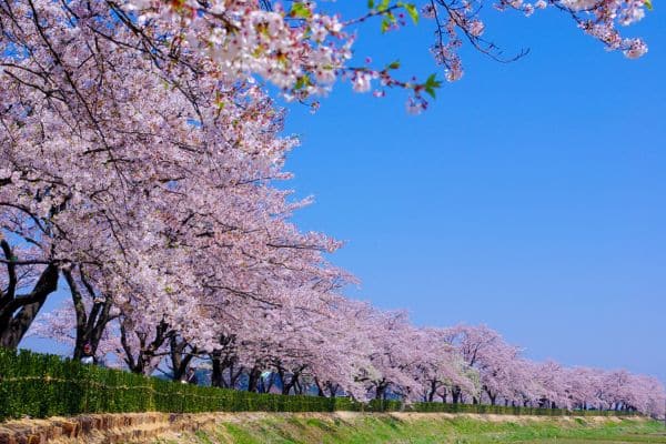 Best Korean Festivals To Join
