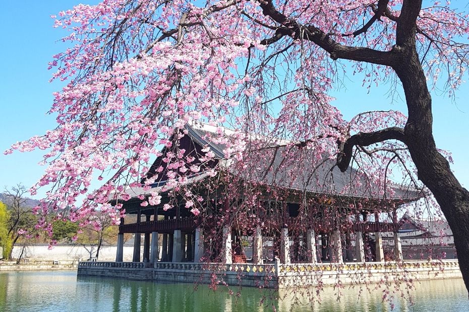 Best Korean Spring Festivals 2024: Nature, Culture, Blossoms 4 Best Korean Spring Festivals Include Cherry Blossoms