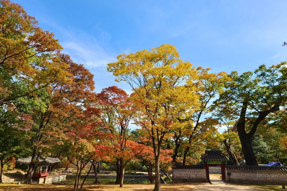 Korea In October 2024: Best Festivals, Events, And Sights 7 Blue skies and foliage during October