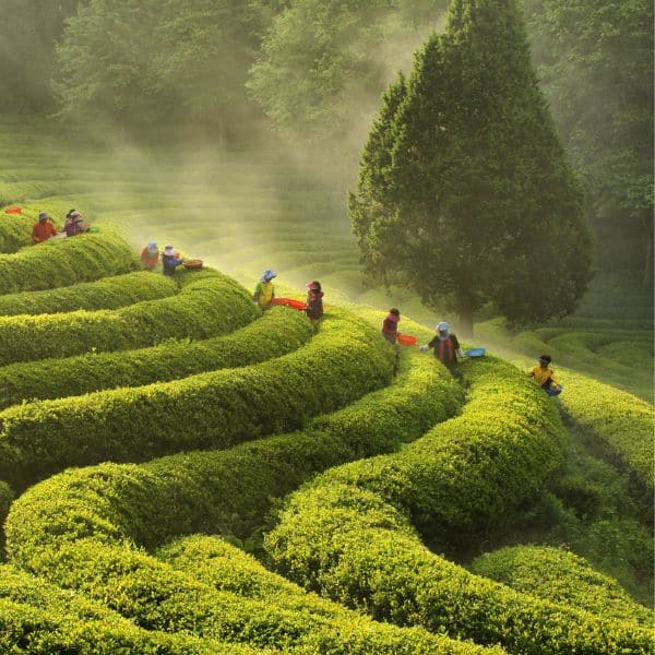 Best Korean Spring Festivals 2024: Nature, Culture, Blossoms 15 Boseong Green Tea Culture Festival Korea