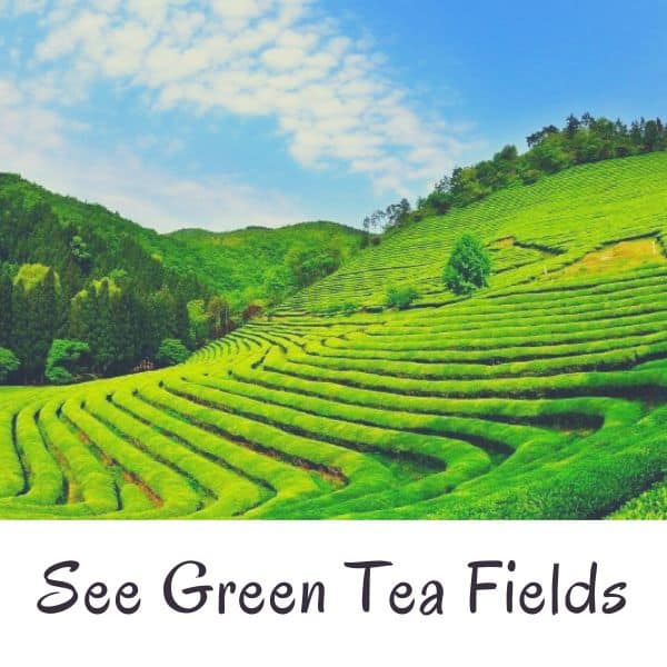 Complete South Korea Travel Guide 2024: Korean Travel Tips 98 Boseong Green Tea Fields In Korea