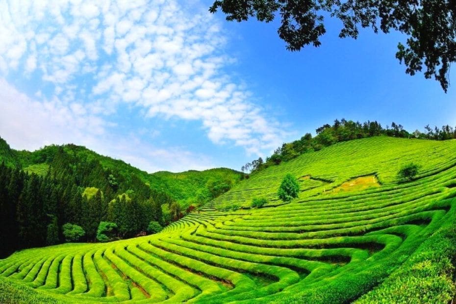 20 Cool Summer Activities In Korea: Korean Summer 2024 21 Boseong Green Tea Plantation