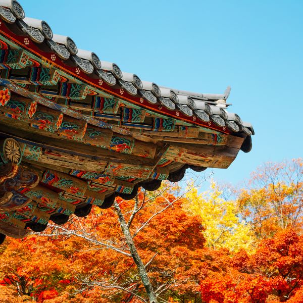 Bulguksa Temple Autumn Foliage Gyeongju Bulguksa Temple Autumn Foliage Gyeongju
