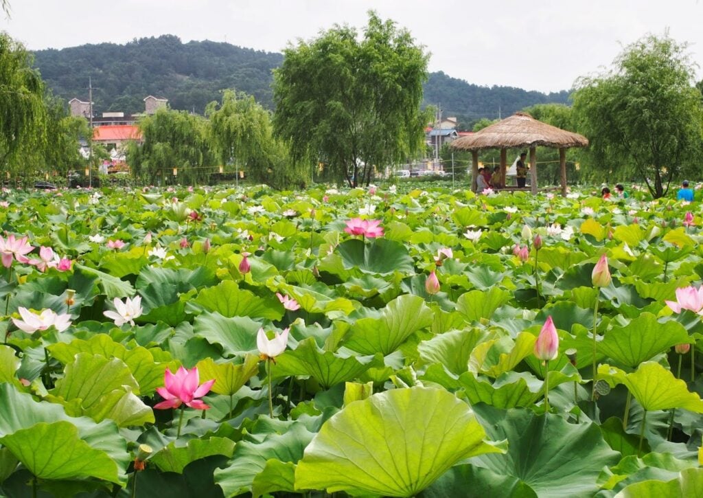 20 amusing activities for Seoul in Summer 2024 9 Gungnamji Pond is surrounded by beautiful lotus flowers