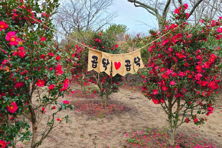 What To Do On Jeju Island In Winter: Jeju Winter Itinerary 2024 19 Camellias at Jeju Folk Village in winter