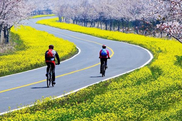 Where To See Cherry Blossoms In Korea 2024: Seoul And Beyond 24 Canola flowers and cherry blossoms on a road on Jeju Island