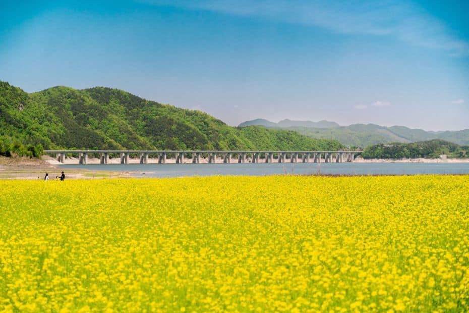 15 Best Places To Go Cycling In Korea: From Coast To Mountains 21 Canola Flowers At Yongdamho Lake Korea