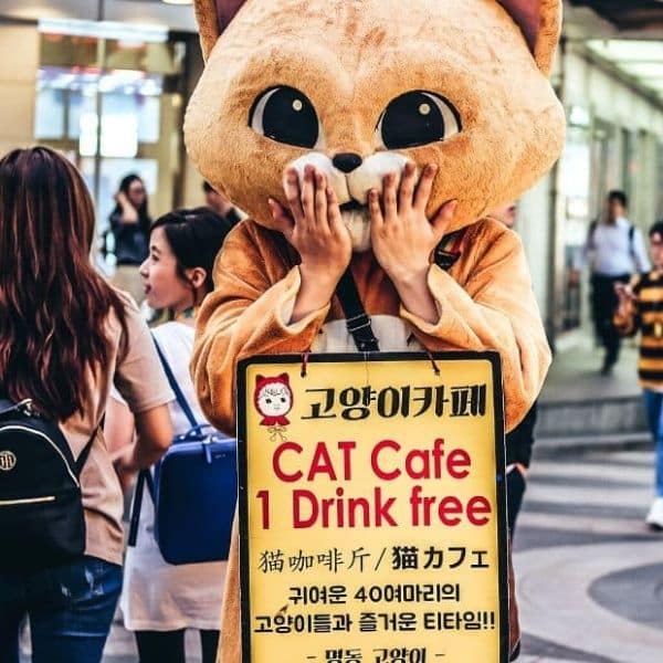 Rainy Day In Seoul: 50 Fun Indoor Activities In Seoul 2024 26 Cat Cafe advert in Seoul