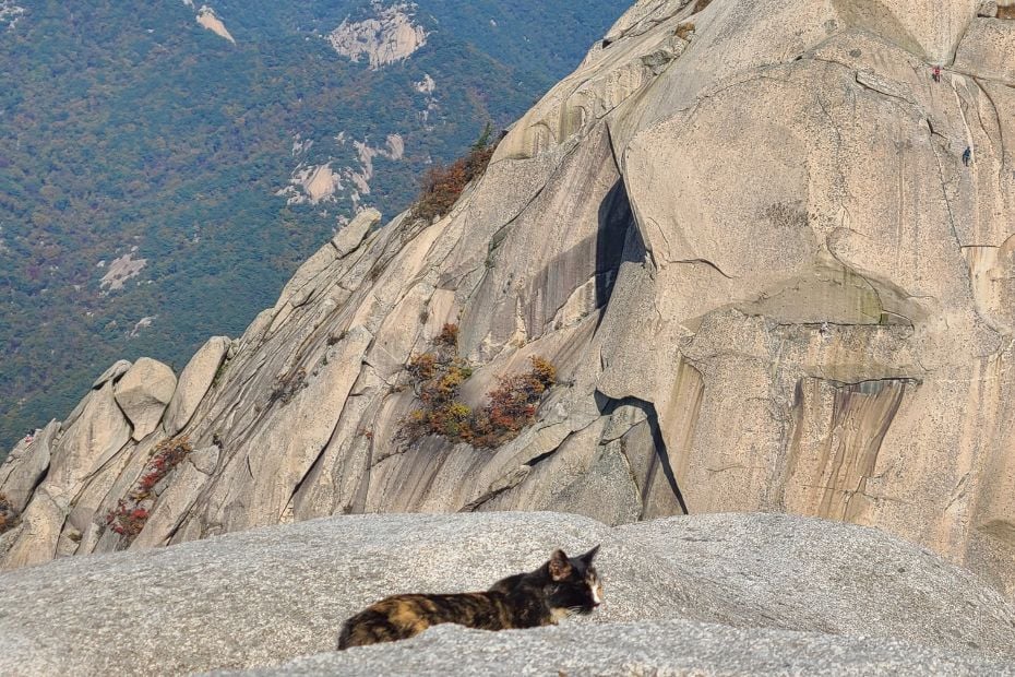 How To Hike Bukhansan Baegundae Peak: Seoul's Best Hike 2024 44 Cat on top of Baegundae Peak in Korea