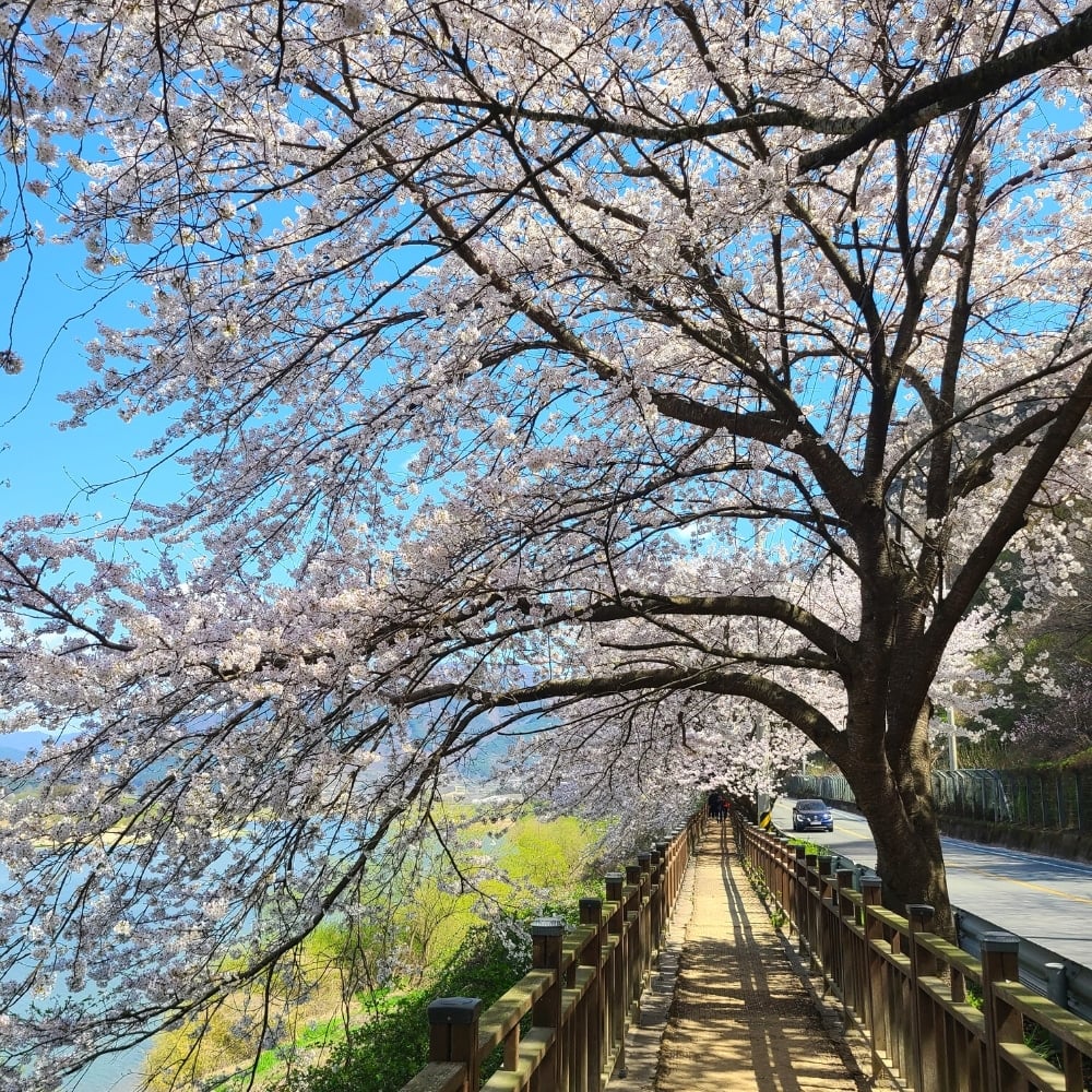 Where To See Cherry Blossoms In Korea 2024: Seoul And Beyond 14 Cherry blossom pathway at Gyeongju Cherry Blossom Festival