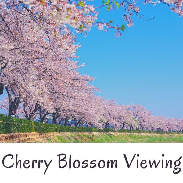 Complete South Korea Travel Guide 2024: Korean Travel Tips 99 Cherry blossom viewing in Korea