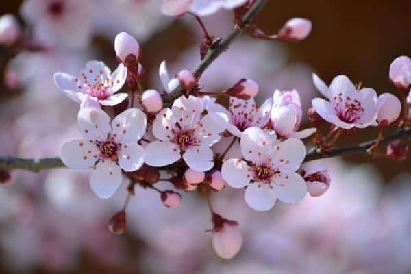 Where To See Cherry Blossoms In Korea 2024: Seoul And Beyond 29 Cherry blossoms