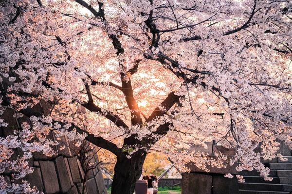 Where To See Cherry Blossoms In Korea 2024: Seoul And Beyond 31 Cherry blossoms at Donghaksa Temple