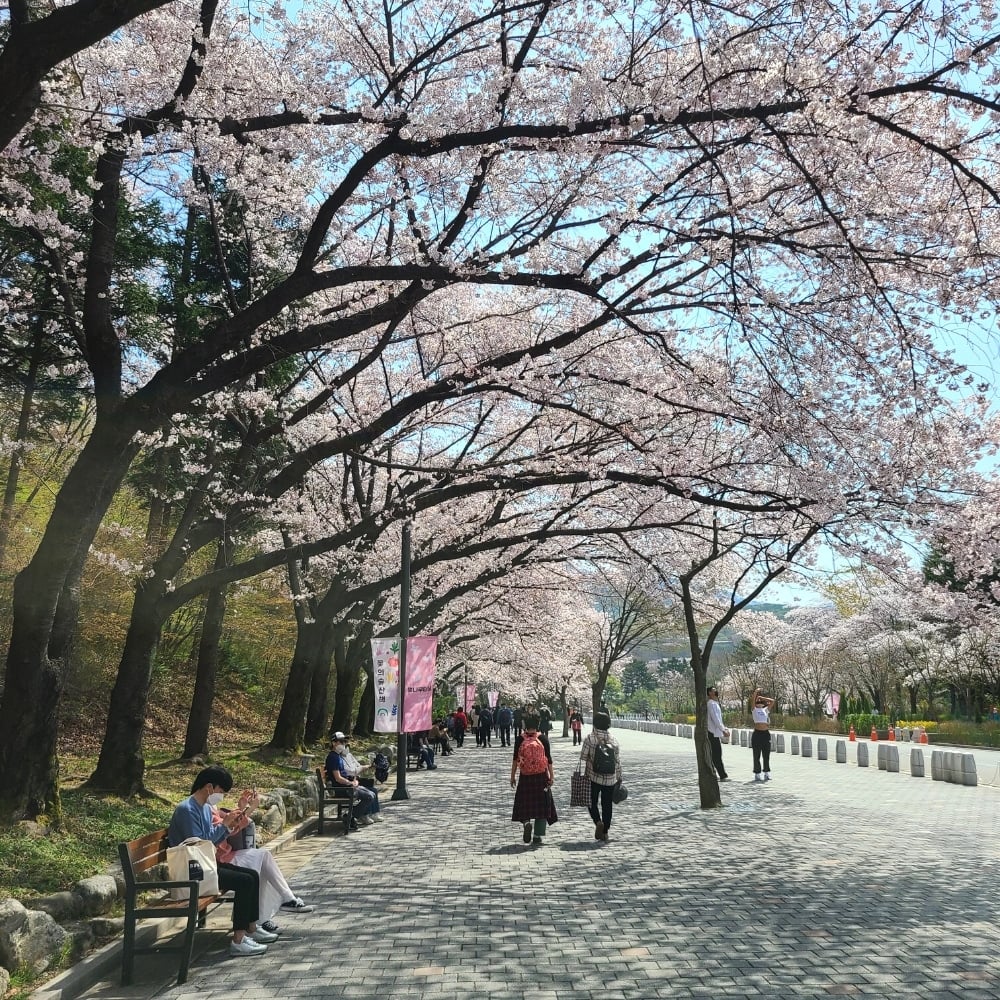 Where To See Cherry Blossoms In Korea 2024: Seoul And Beyond 17 Cherry blossoms at Seoul Grand Park