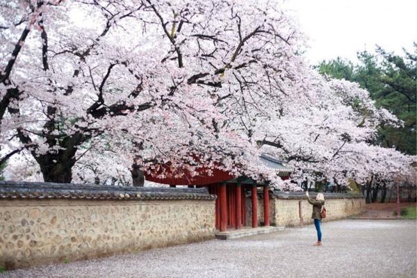 Where To See Cherry Blossoms In Korea 2024: Seoul And Beyond 26 Cherry blossoms in Gyeongju