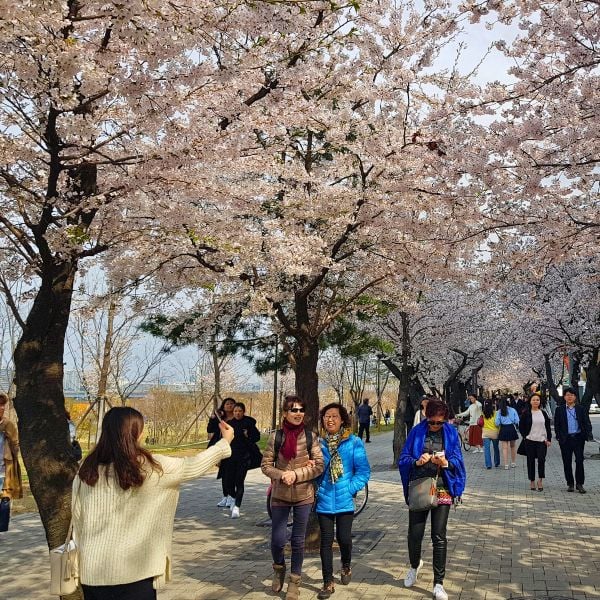 Where To Stay In Seoul 2024: District Guide For Tourists 82 Cherry Blossoms in Yeouido Neighbourhood