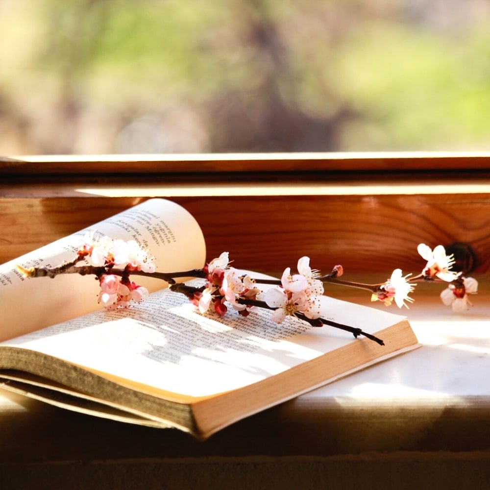 Where To See Cherry Blossoms In Korea 2024: Seoul And Beyond 23 Cherry blossoms on an open book