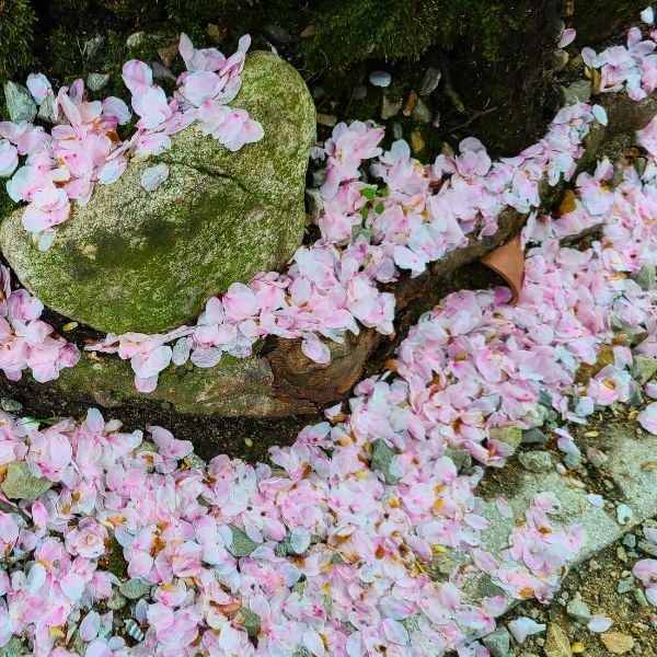 Where To See Cherry Blossoms In Korea 2024: Seoul And Beyond 22 Cherry blossoms on rocks in Korea