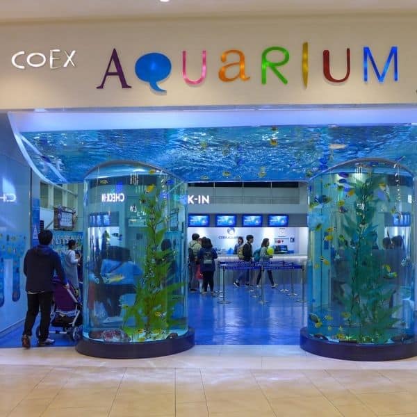 Rainy Day In Seoul: 50 Fun Indoor Activities In Seoul 2024 8 COEX Aquarium in Seoul