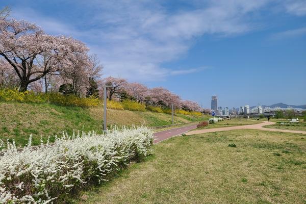 Where To See Cherry Blossoms In Korea 2024: Seoul And Beyond 30 Daejeon Riverside Park with cherry blossoms