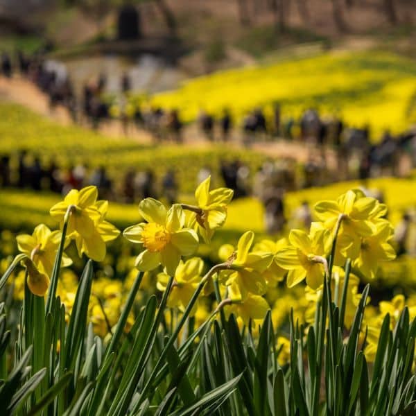 Best Korean Spring Festivals 2024: Nature, Culture, Blossoms 23 Daffodils at The House of Yu Gi-Bang in Korea