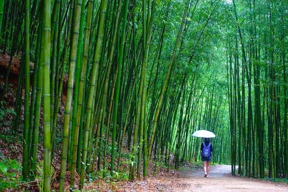 20 Cool Summer Activities In Korea: Korean Summer 2024 20 Damyang Bamboo Forest in Korea