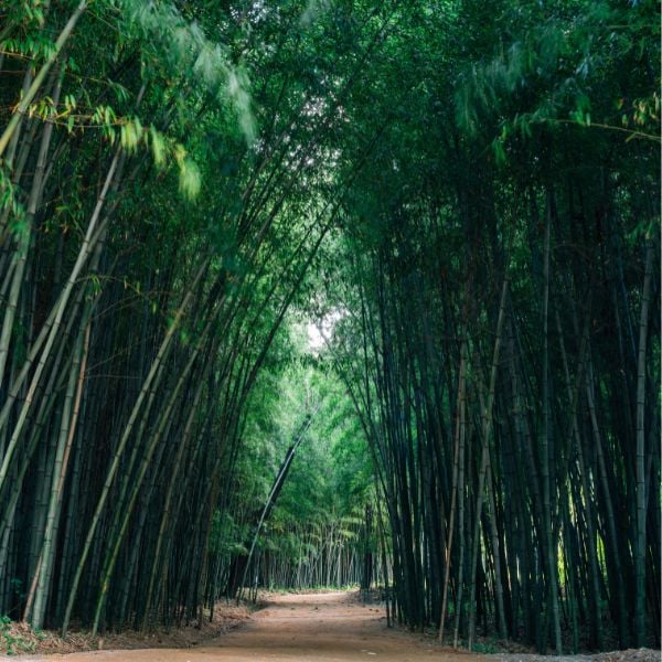 Complete South Korea Travel Guide 2024: Korean Travel Tips 67 Damyang Bamboo Forest in Southern Korea