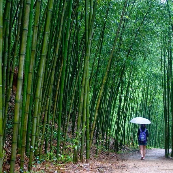 Best Korean Spring Festivals 2024: Nature, Culture, Blossoms 14 Damyang International Bamboo Festival Korea