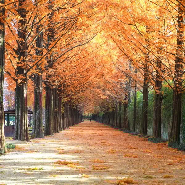 Damyang Metasequoia Road in Korea Damyang Metasequoia Road in Korea