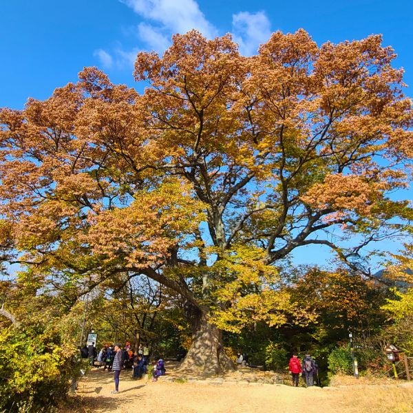 10 Best National Parks In Korea To Visit For Beautiful Views 28 Dangsan Namu Guardian Tree