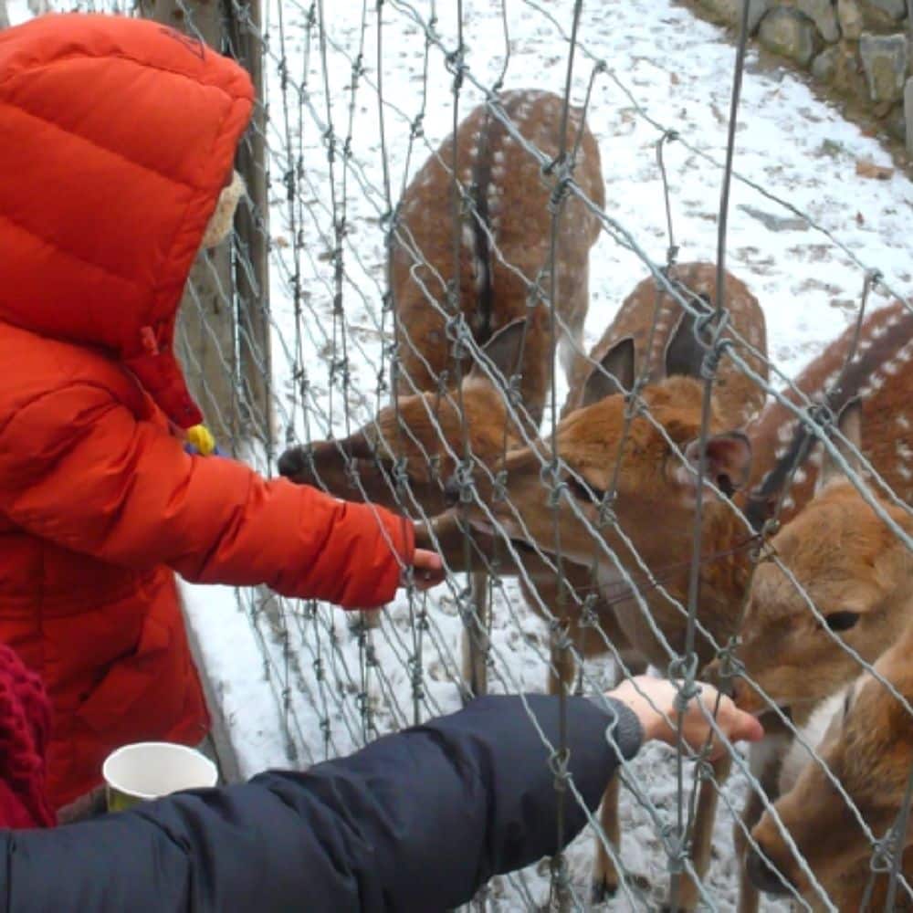 Where Does It Snow In Korea? Snow In Seoul And Korea 2024 16 Feeding deers in Seoul Forest