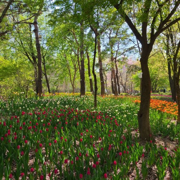 30 Best Free Things To Do In Seoul: Cheap Fun In Seoul 2024 21 Flowers at the Seoul Forest Park