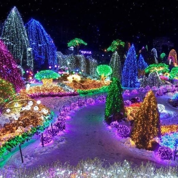 Garden of Morning Calm Winter Illuminations Garden of Morning Calm Winter Illuminations