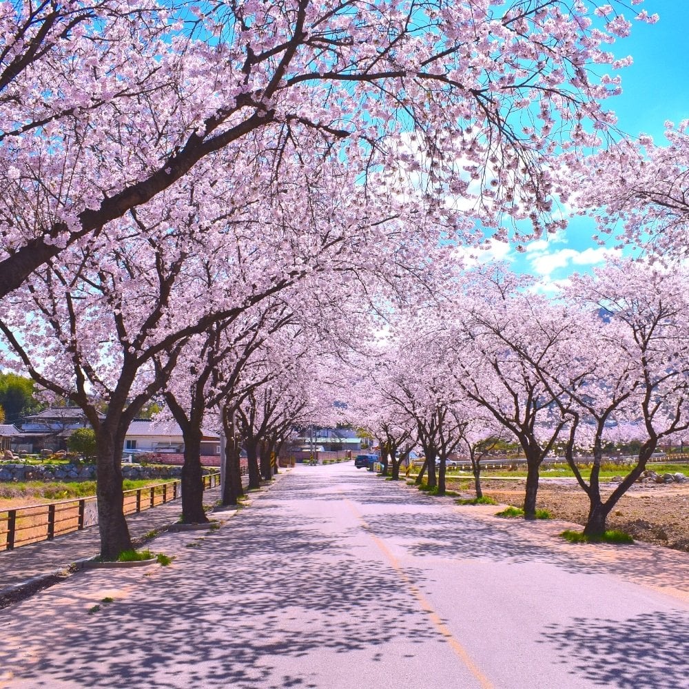 Where To See Cherry Blossoms In Korea 2024: Seoul And Beyond 12 Gyeongpodae Cherry Blossom Festival in Korea