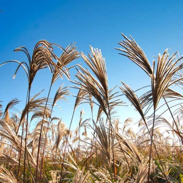 Haneul Sky Park Seoul Silver Reeds Haneul Sky Park Seoul Silver Reeds