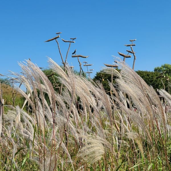 Haneul Sky Park Silver Reeds Seoul Haneul Sky Park Silver Reeds Seoul