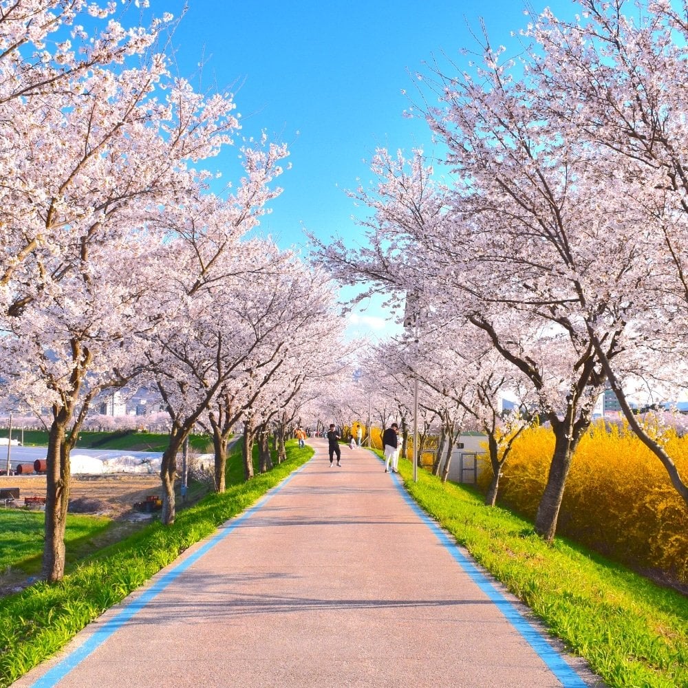 Where To See Cherry Blossoms In Korea 2024: Seoul And Beyond 21 Hwagae Market Cherry Blossom Festival in Korea