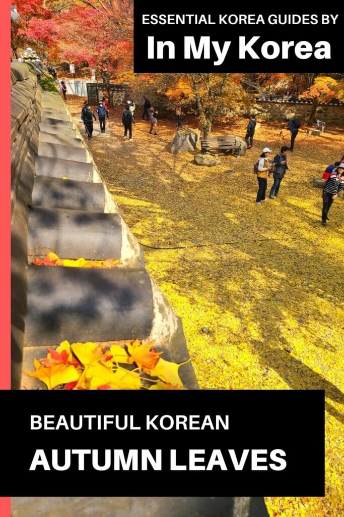 Beautiful Korean Autumn Leaves Pictures: Best Foliage 2024 50 Beautiful Korean autumn leaves pictures Pin 1