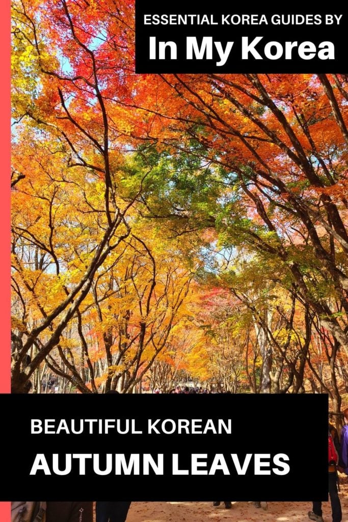 Beautiful Korean Autumn Leaves Pictures: Best Foliage 2024 51 Beautiful Korean autumn leaves pictures Pin 2